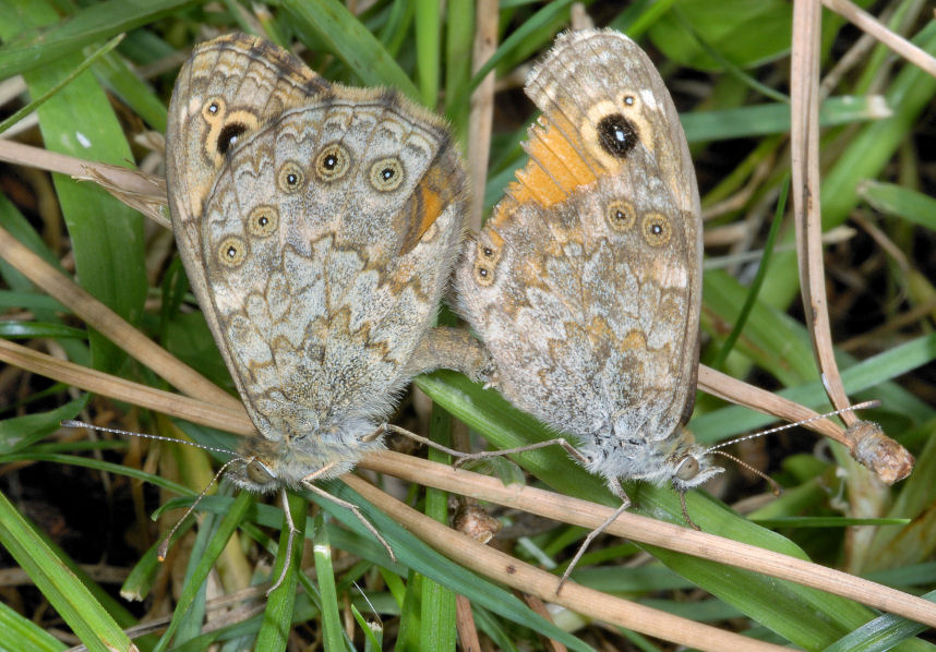 Farfalle in accoppiamento